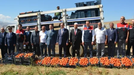 Bitlis’te domates hasadı başladı! Türkiye genelinde 7’nci sırada